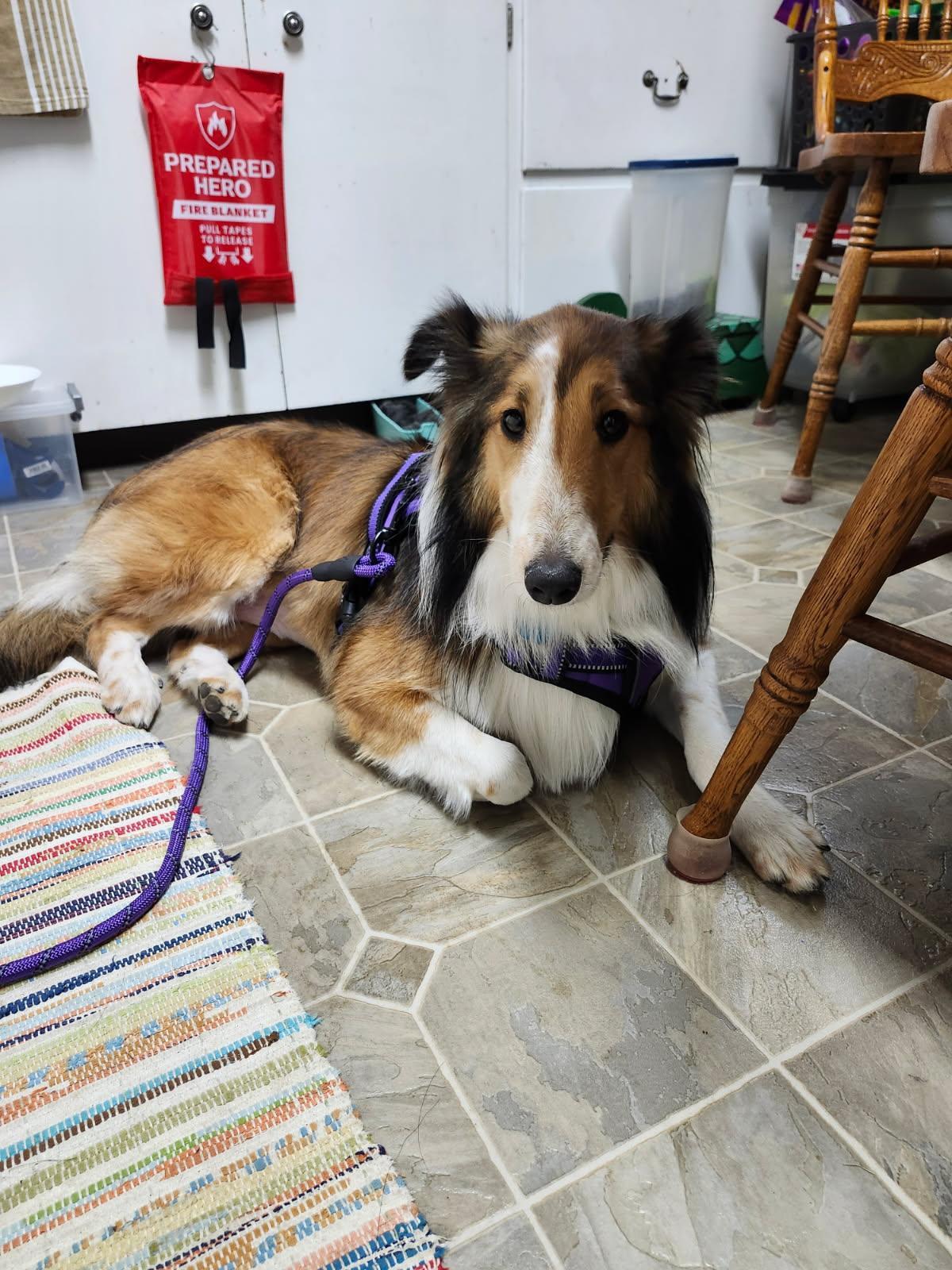 Enlarge Maddy, a Adoptable Shetland Sheepdog / Sheltie in New Castle, PA image 4/6