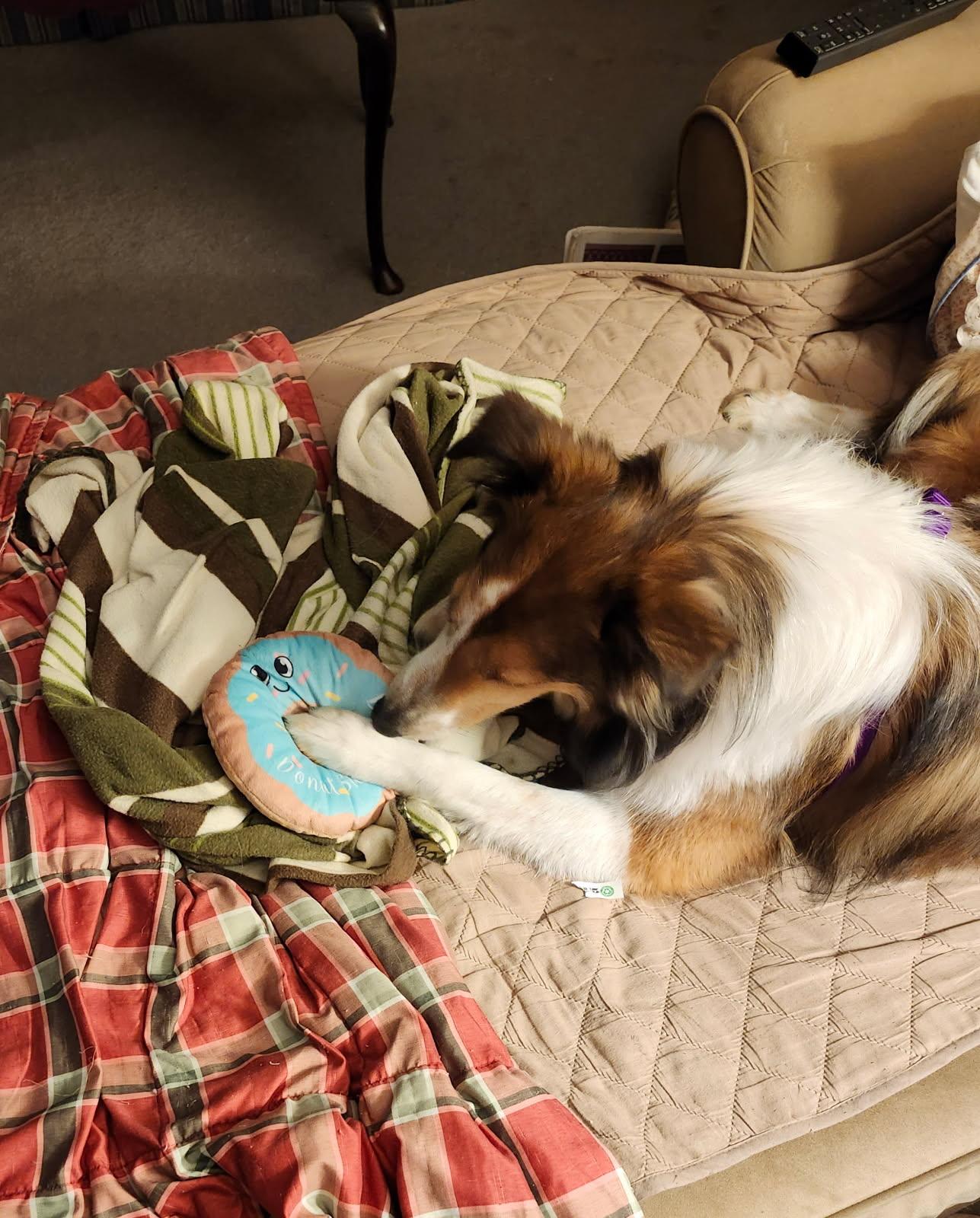 Enlarge Maddy, a Adoptable Shetland Sheepdog / Sheltie in New Castle, PA image 5/6