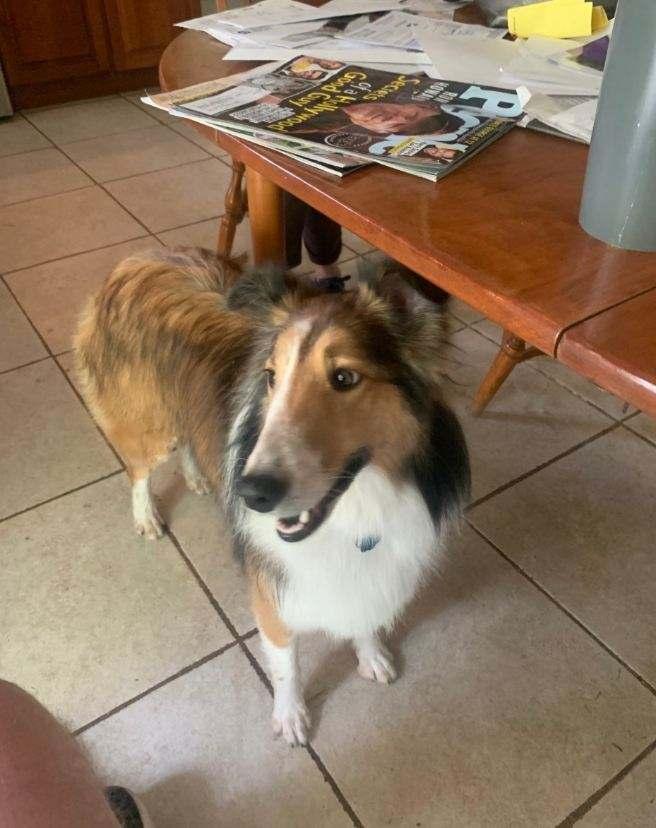 Enlarge Maddy, a Adoptable Shetland Sheepdog / Sheltie in New Castle, PA image 6/6