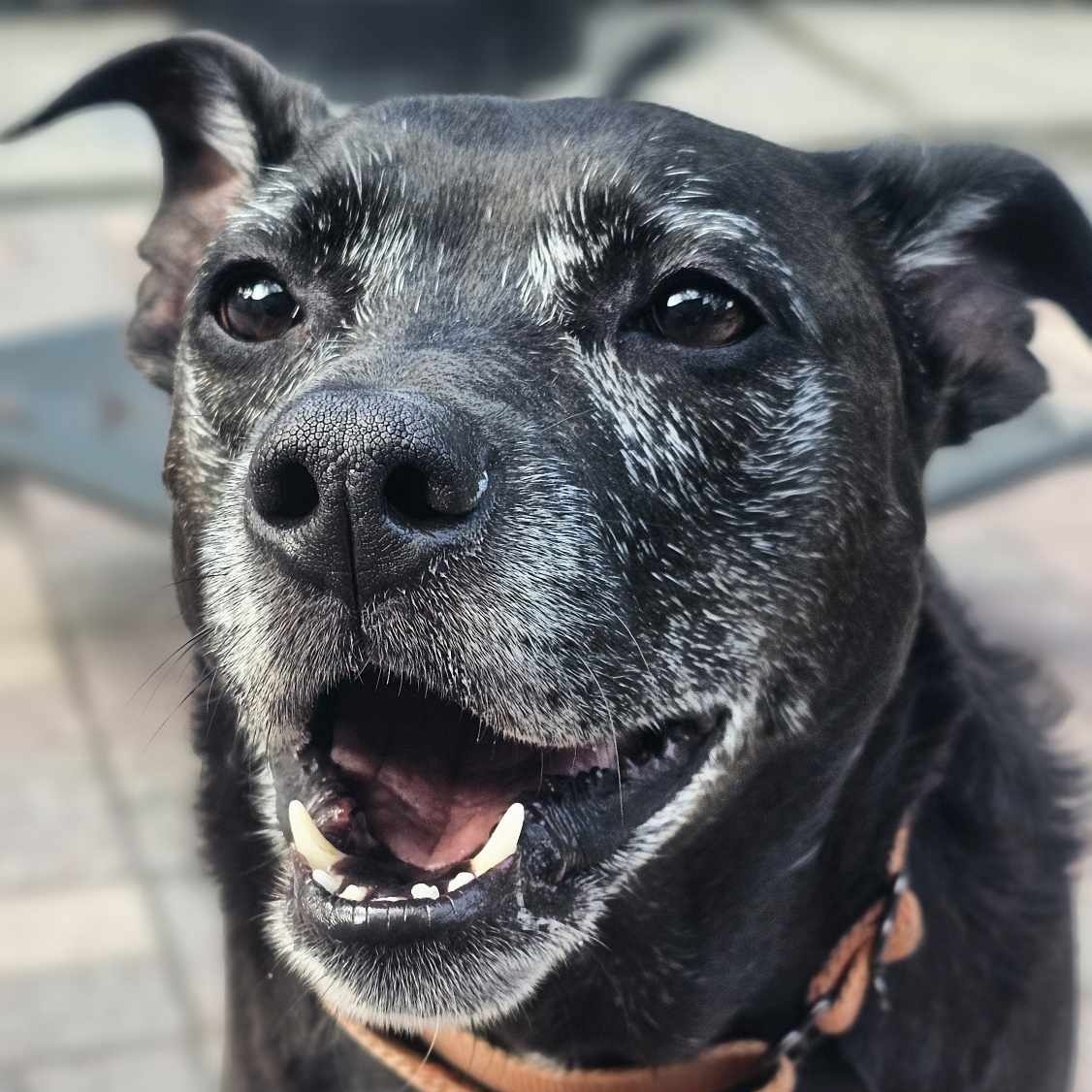 Enlarge ELLIE - Foster/Fospice or adopter needed, a Adoptable mixed breed in Largo, FL image 4/6