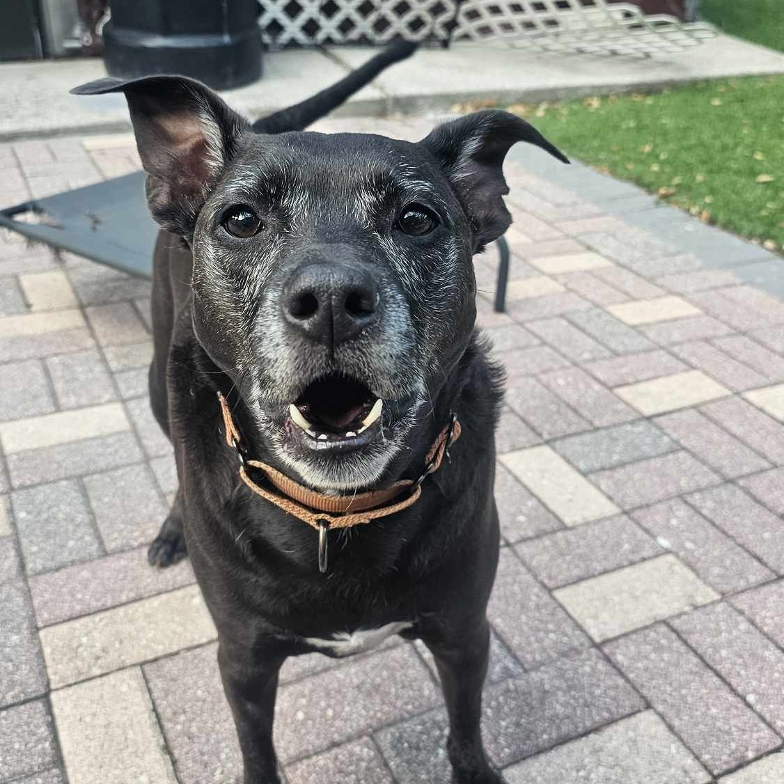 Enlarge ELLIE - Foster/Fospice or adopter needed, a Adoptable mixed breed in Largo, FL image 3/6