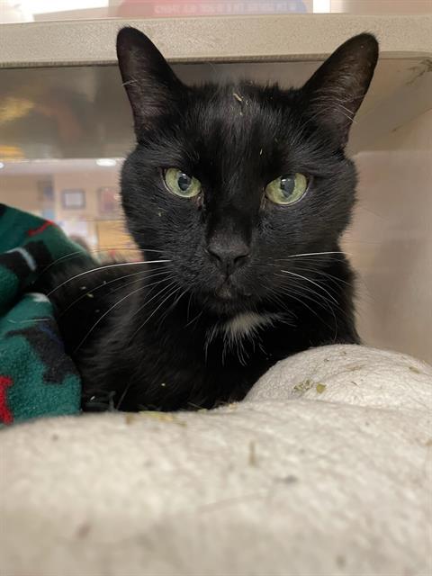 WINTER, Adoptable, Adult Male Domestic Short Hair.