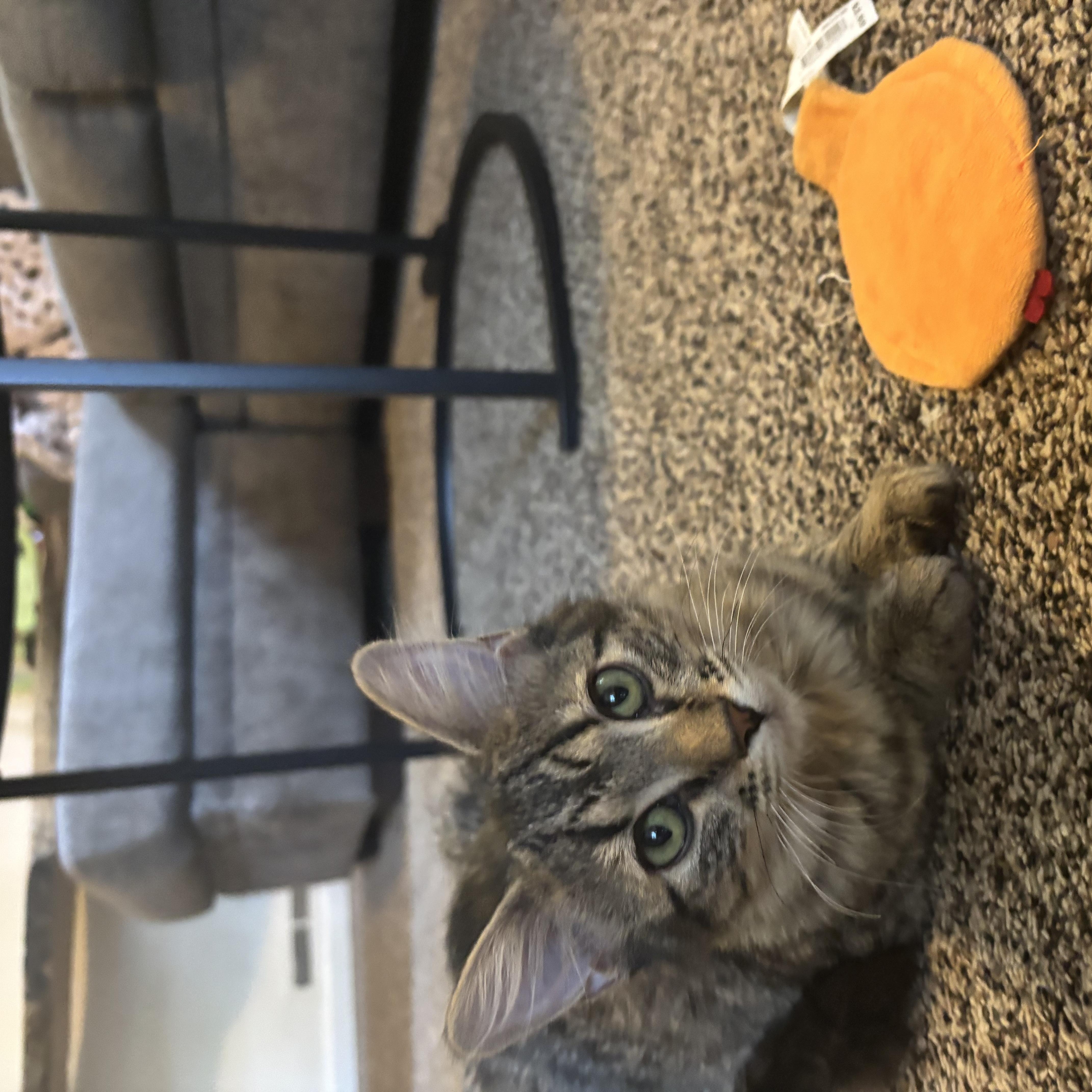 Jamie, Adoptable, Kitten Female Domestic Medium Hair.