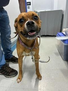 Ava, Adopted, Young Female Boxer.