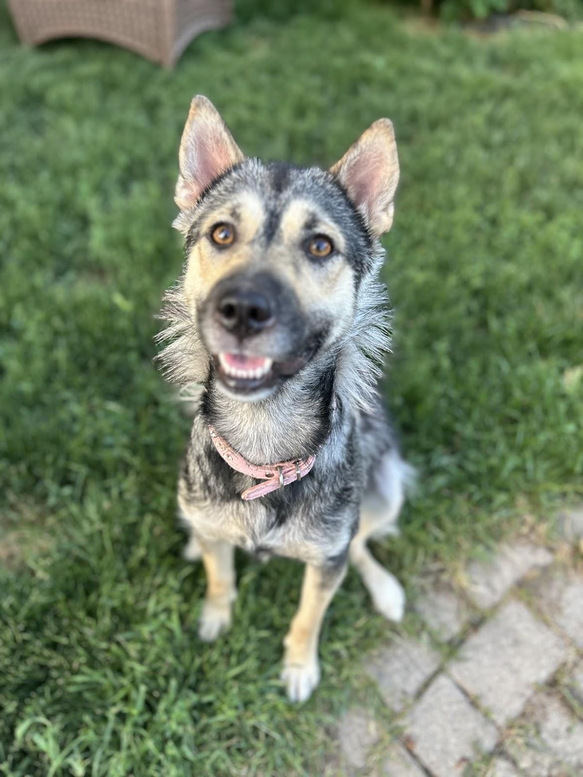 Enlarge Bingo, a ADOPTABLE mixed breed in Hamilton, ON image 1/6