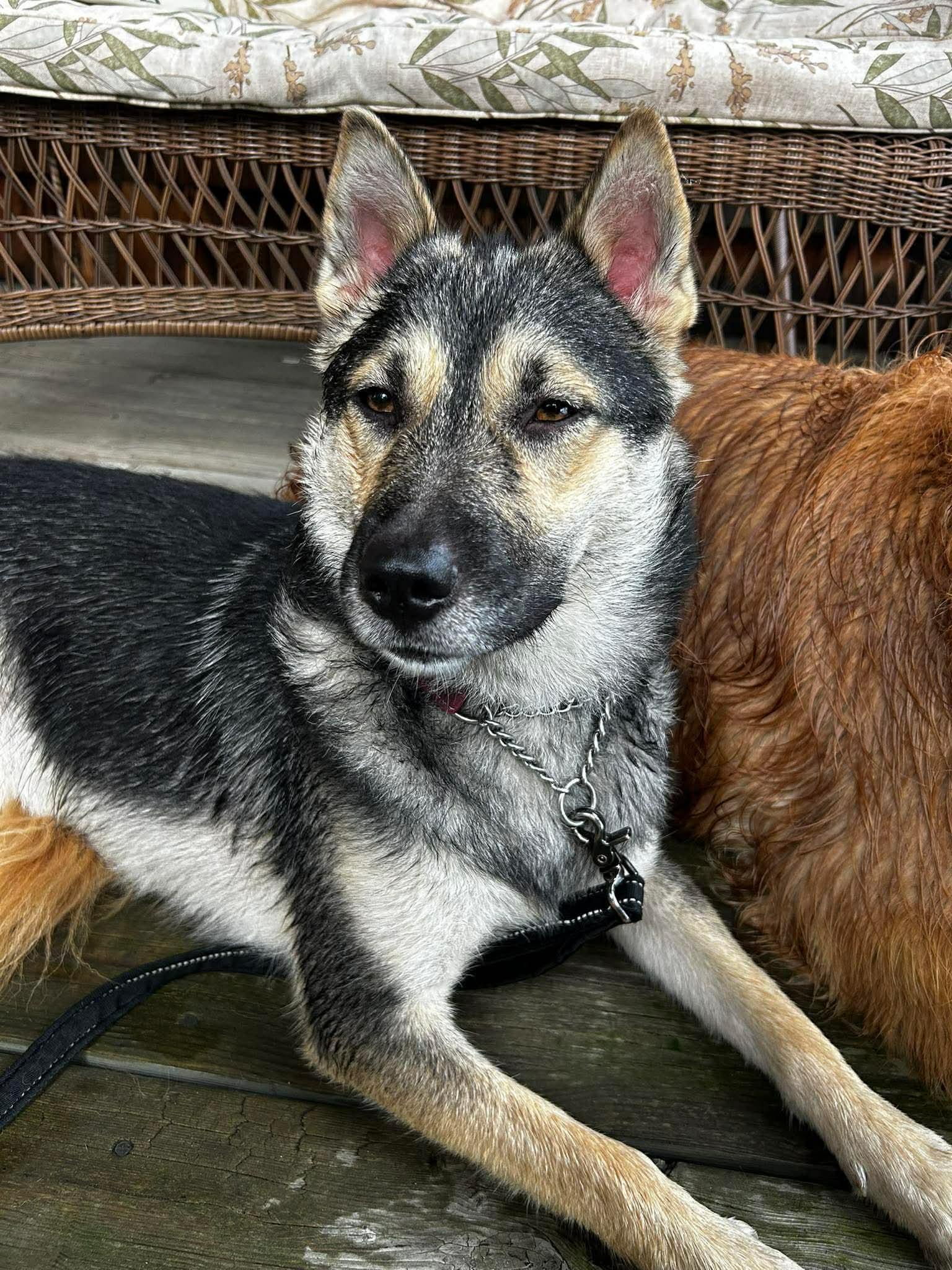Bingo, a ADOPTABLE mixed breed in Hamilton, ON image 6/6