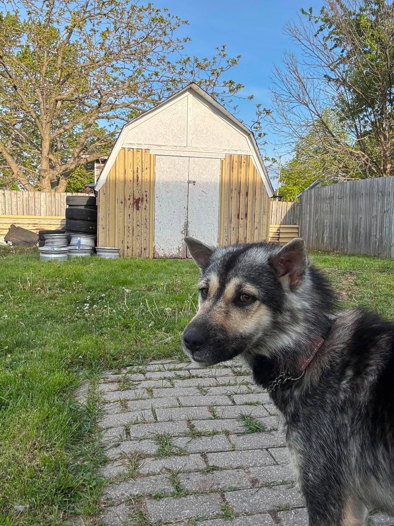 Enlarge Bingo, a ADOPTABLE mixed breed in Hamilton, ON image 5/6