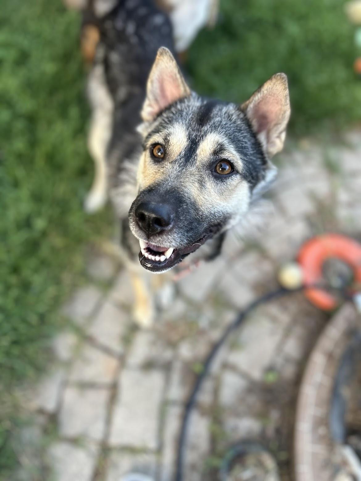 Enlarge Bingo, a ADOPTABLE mixed breed in Hamilton, ON image 6/6