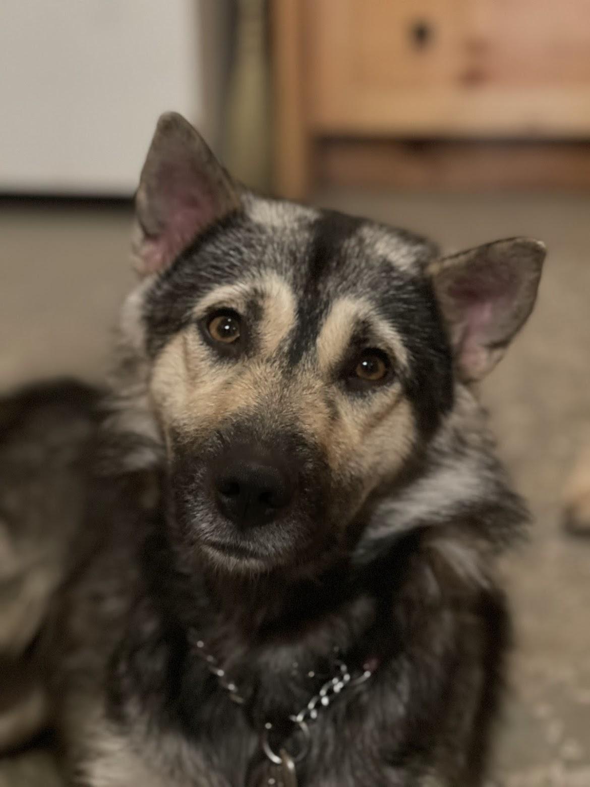 Enlarge Bingo, a ADOPTABLE mixed breed in Hamilton, ON image 4/6