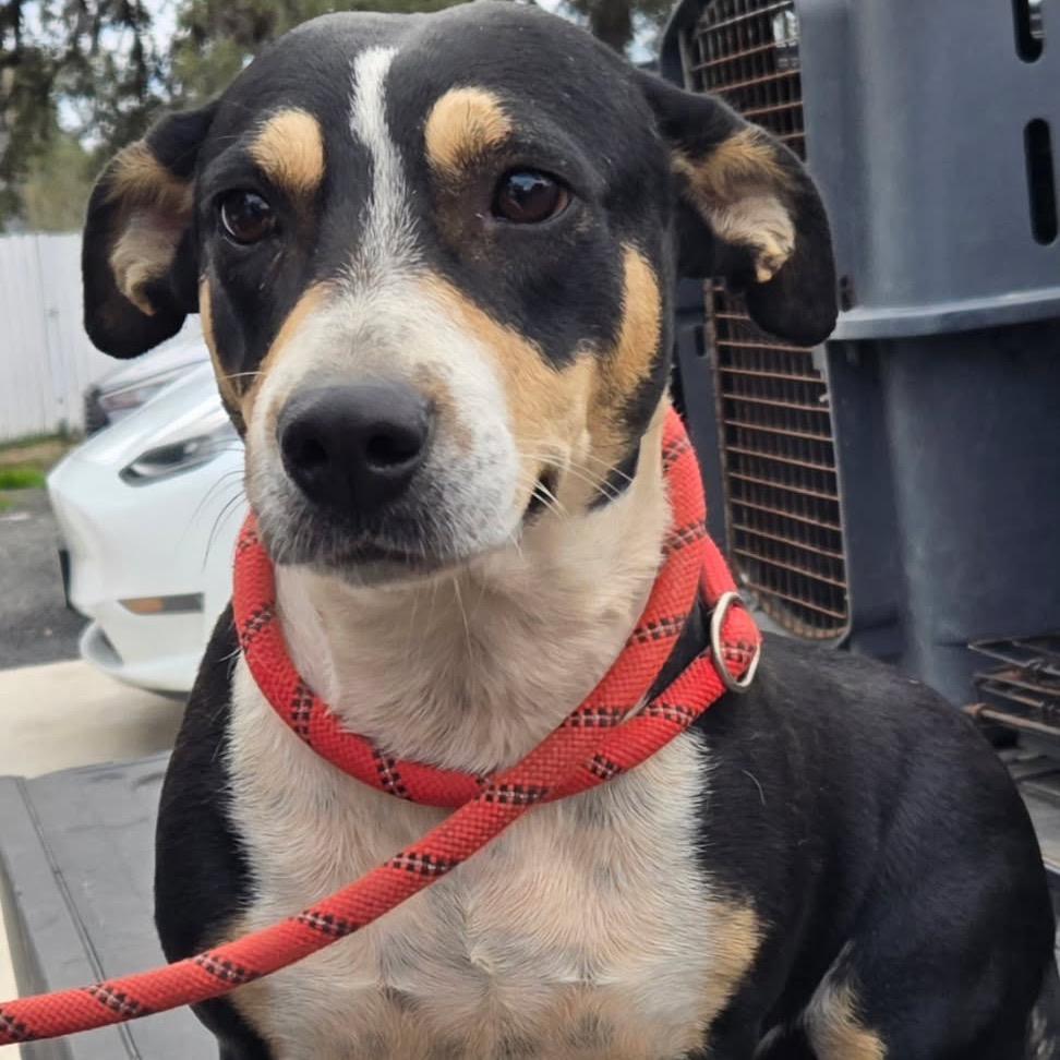 Enlarge Tilly, a Adoptable mixed breed in Floresville, TX image 1/2