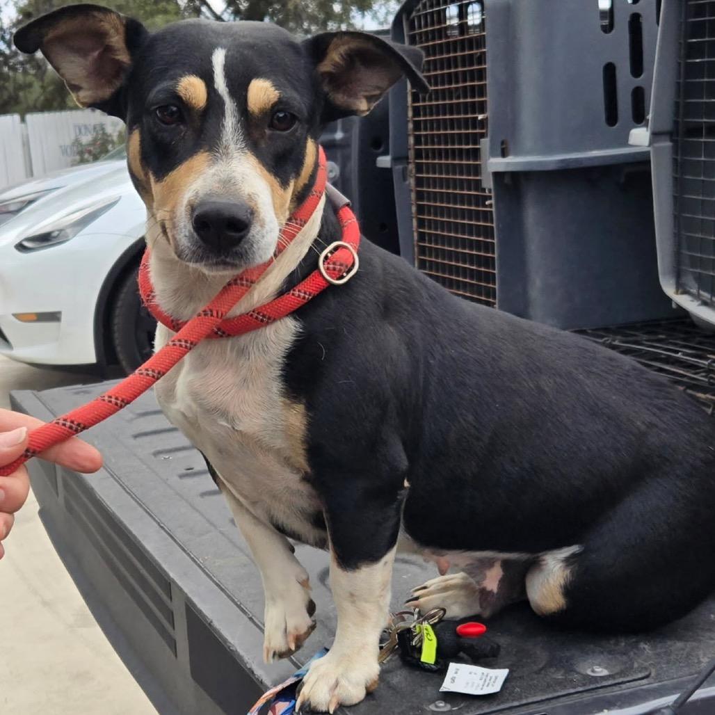 Enlarge Tilly, a Adoptable mixed breed in Floresville, TX image 2/2