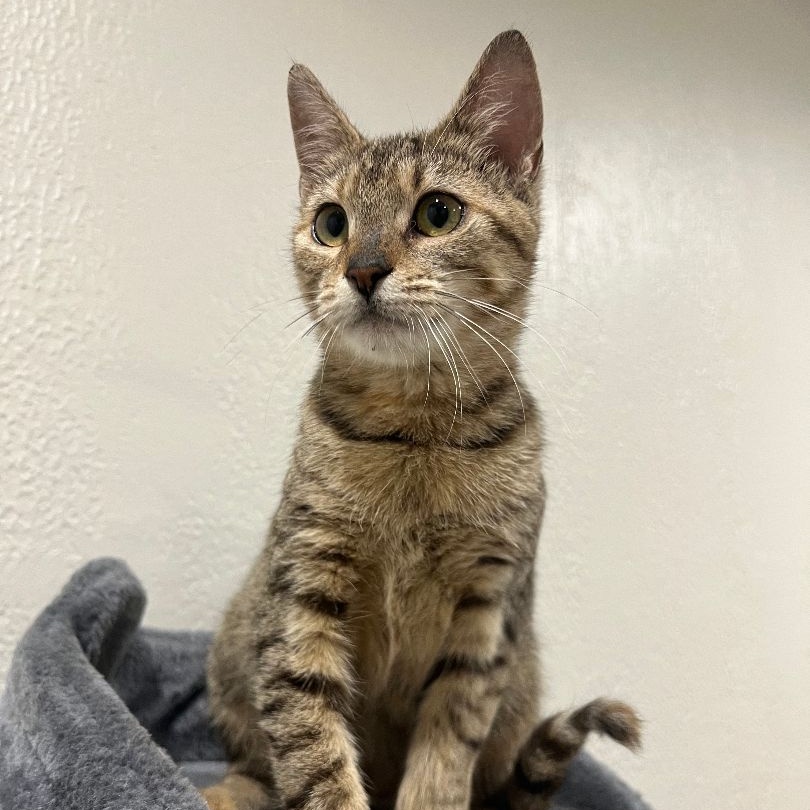 Doxy, Adoptable, Adult Female American Shorthair & Tabby.