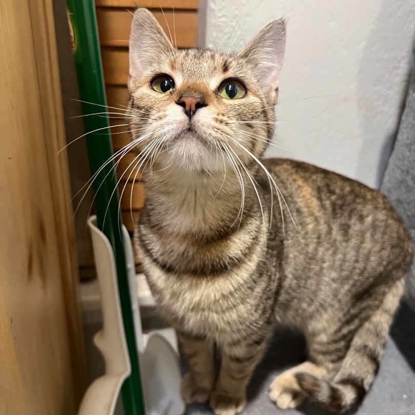 Enlarge Doxy, a Adoptable mixed breed in Pembroke Pines, FL image 2/3