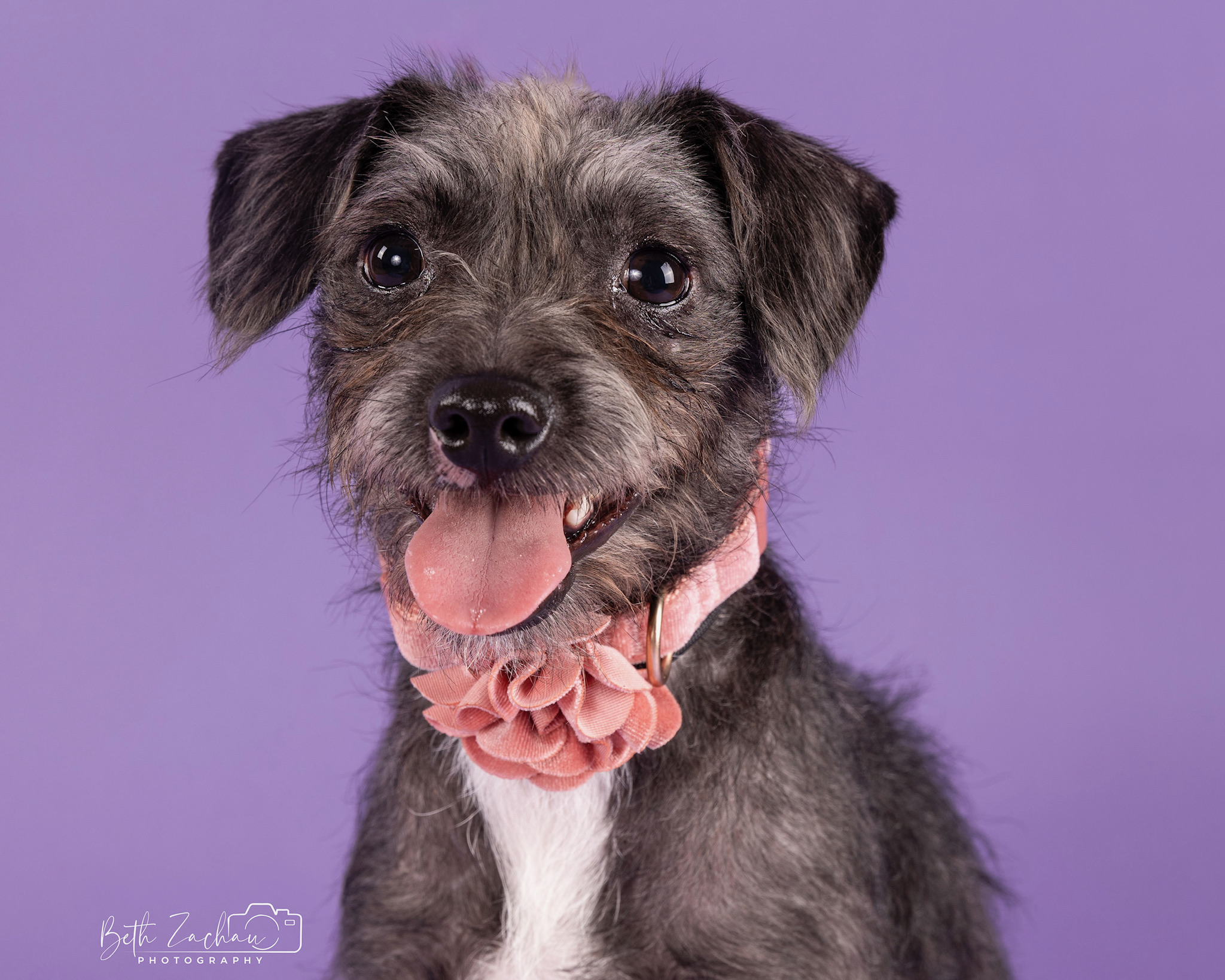 Dog for adoption Jelly Bean, a Miniature Schnauzer Mix in Houston, TX