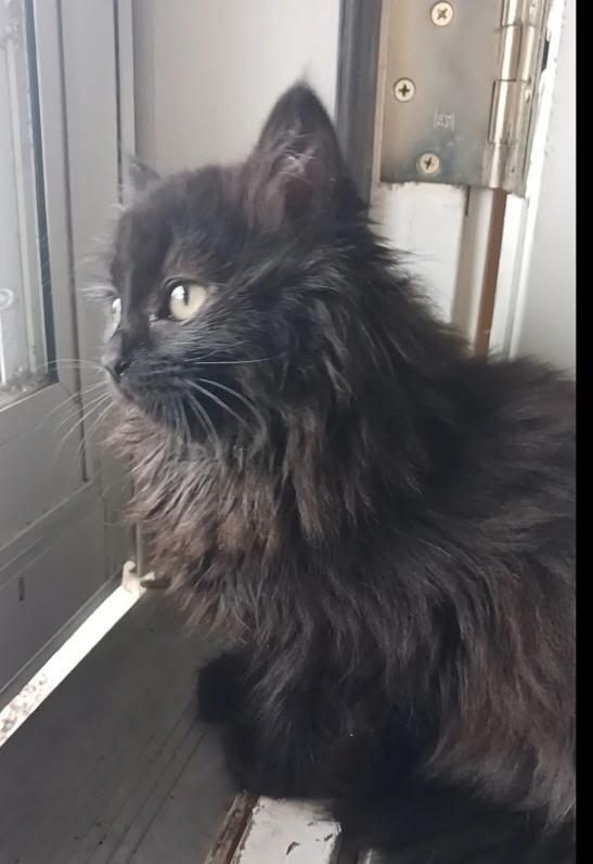 Zoey, an adopted Domestic Long Hair in Pasco, WA image 2/5