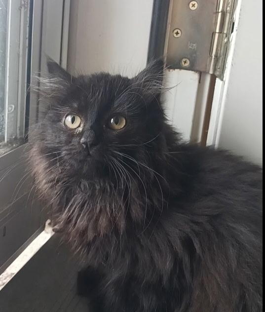 Zoey, an adopted Domestic Long Hair in Pasco, WA image 4/5