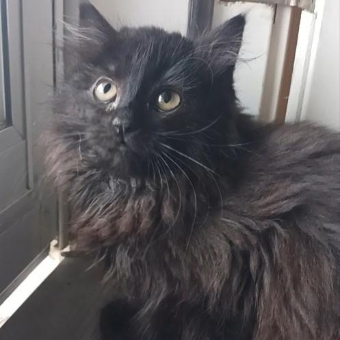 Zoey, an adopted Domestic Long Hair in Pasco, WA image 1/5