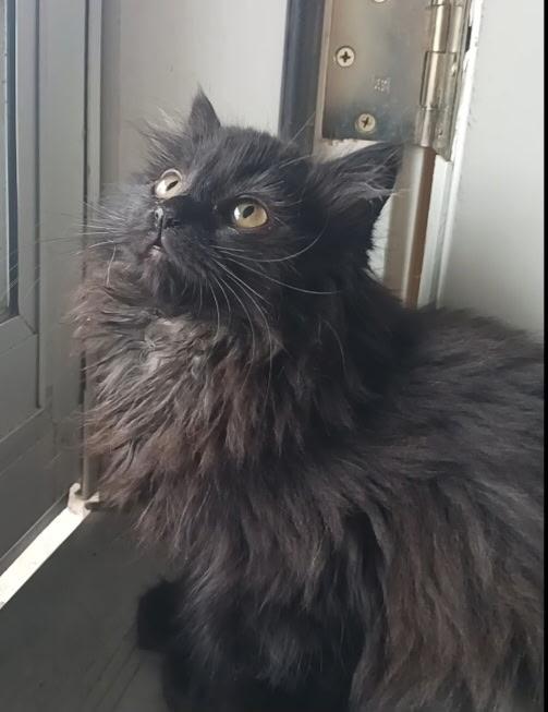 Zoey, an adopted Domestic Long Hair in Pasco, WA image 3/5