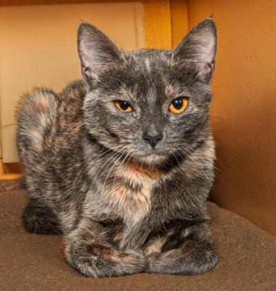 DANA, Adoptable, Young Female Domestic Short Hair.