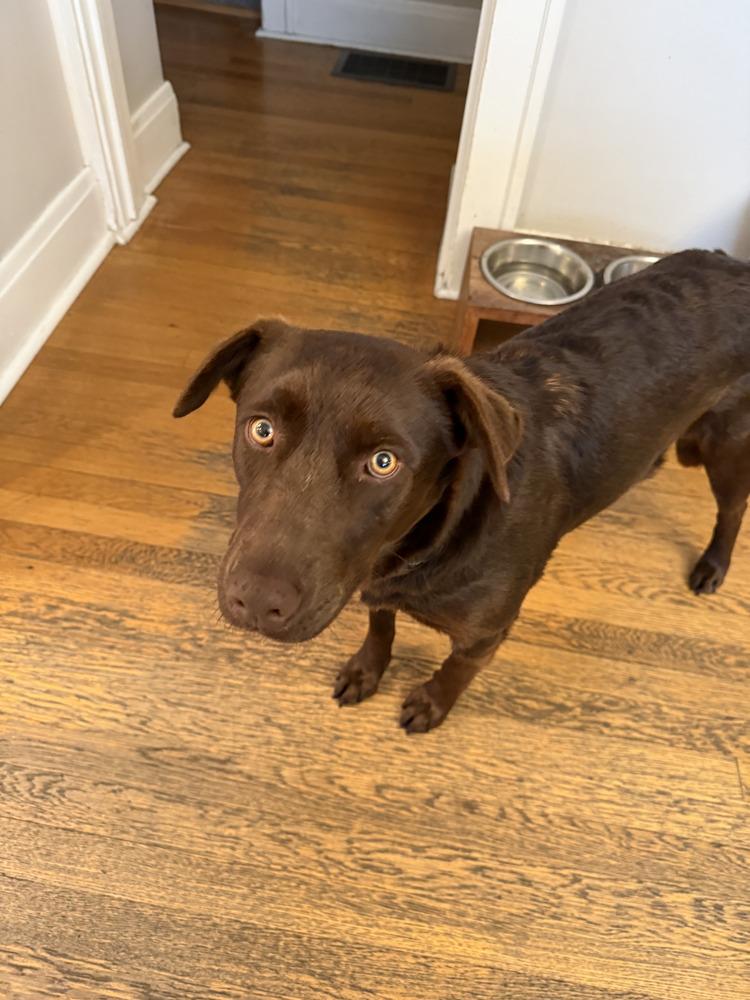 Mini Moose, Adoptable, Young Female Labrador Retriever.