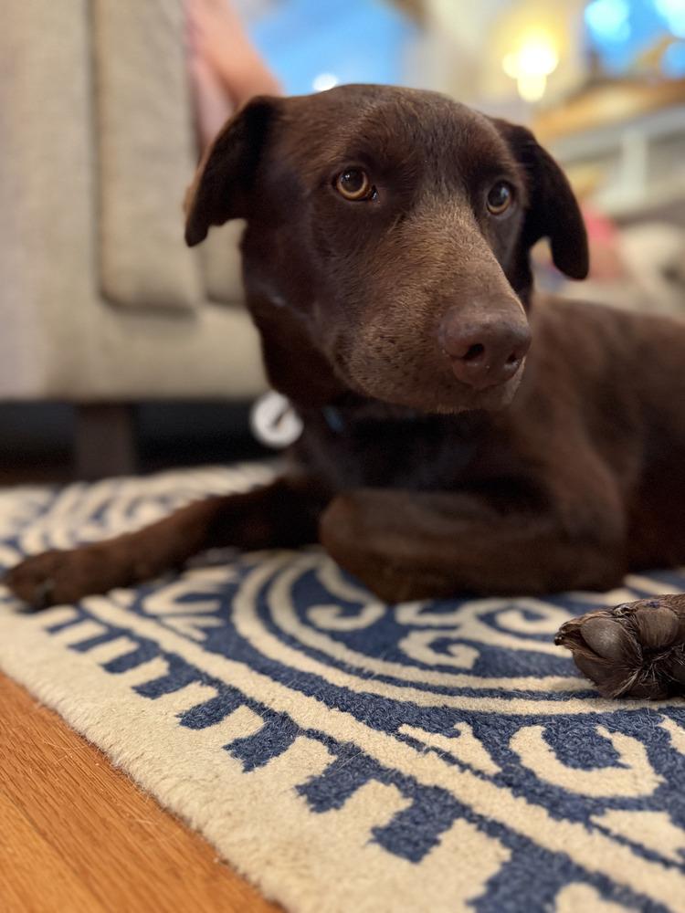 Enlarge Mini Moose, a Adoptable mixed breed in Denver, CO image 2/6