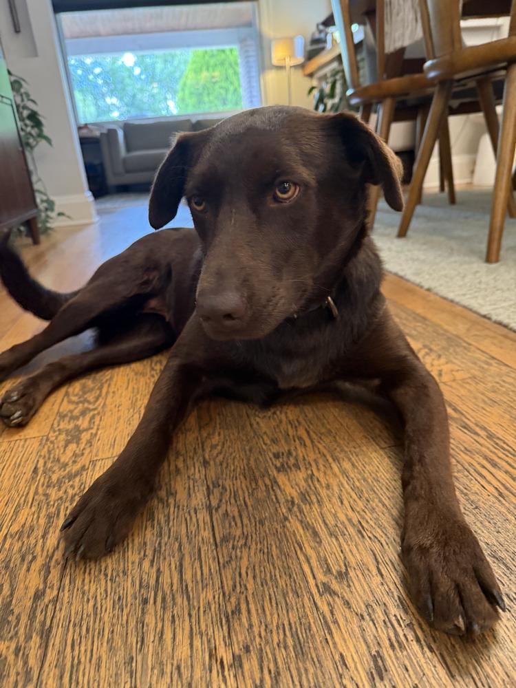 Enlarge Mini Moose, a Adoptable mixed breed in Denver, CO image 3/6