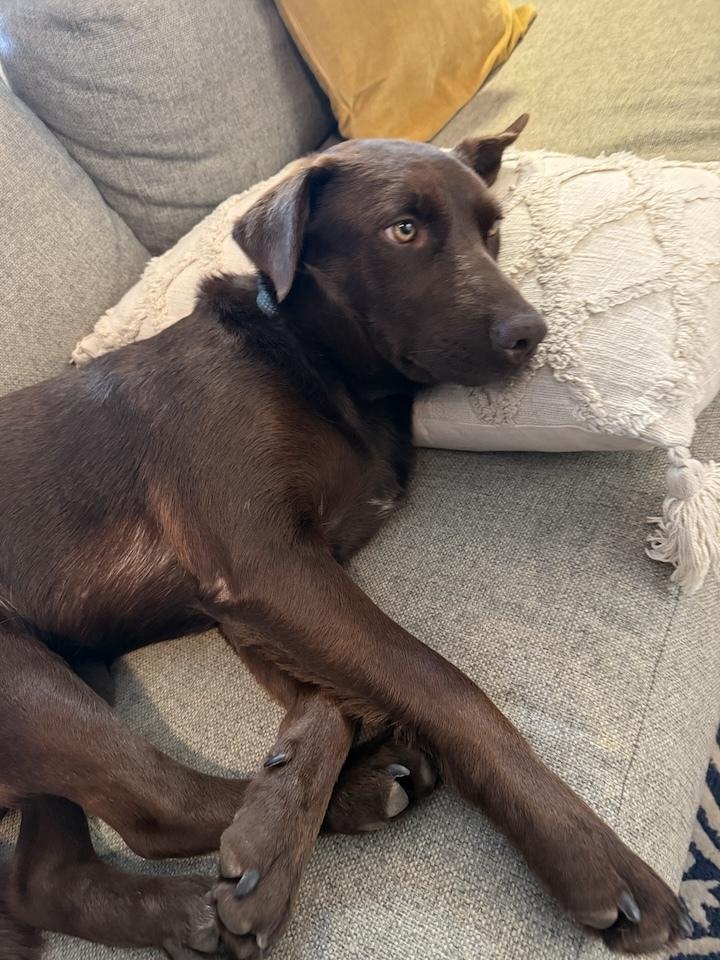 Enlarge Mini Moose, a Adoptable mixed breed in Denver, CO image 4/6