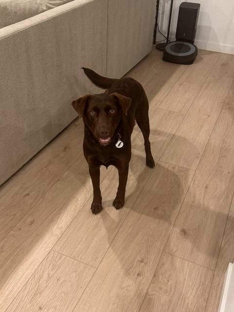 Enlarge Mini Moose, a Adoptable mixed breed in Denver, CO image 6/6