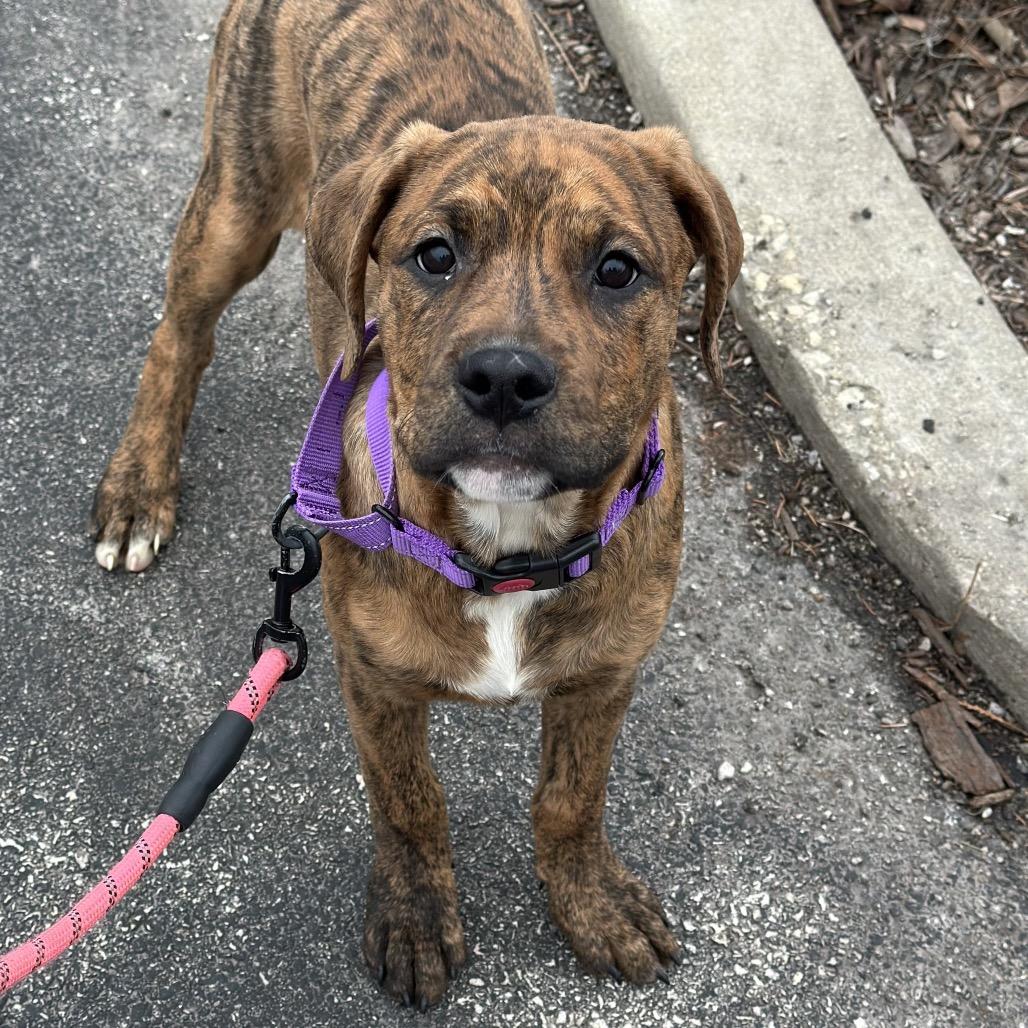 Enlarge Harley Quinn, a Adoptable Mixed Breed in Hinsdale, IL image 1/1