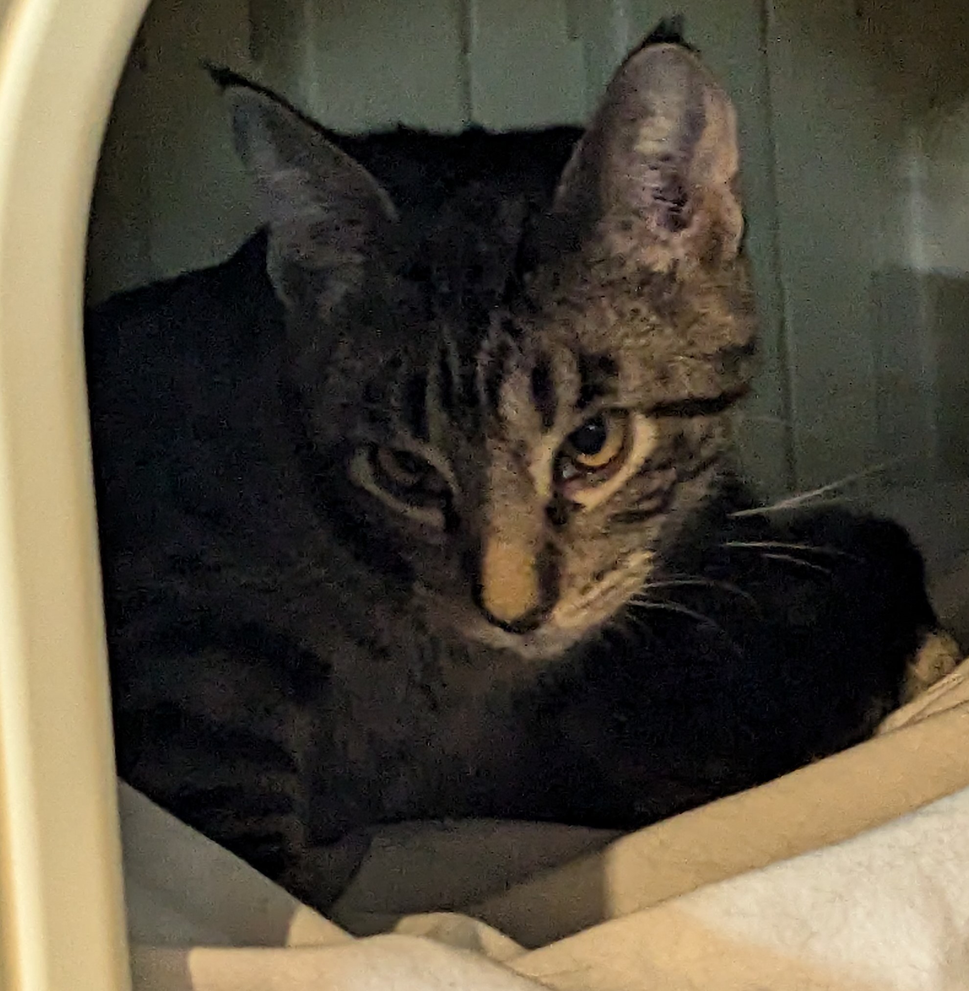 Ellie, a Adopted American Shorthair in Milbank, SD image 2/6