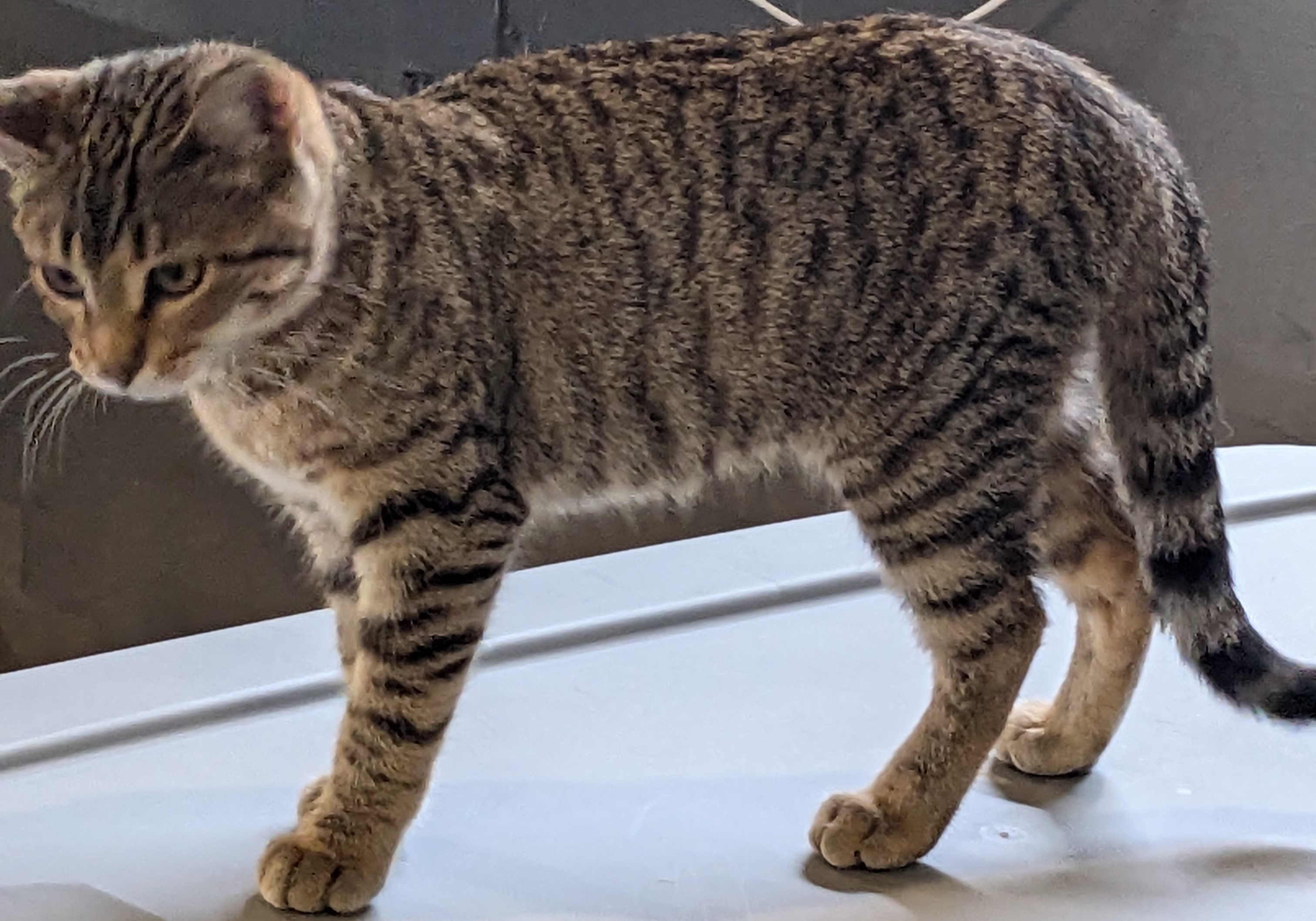 Ellie, a Adopted American Shorthair in Milbank, SD image 3/6