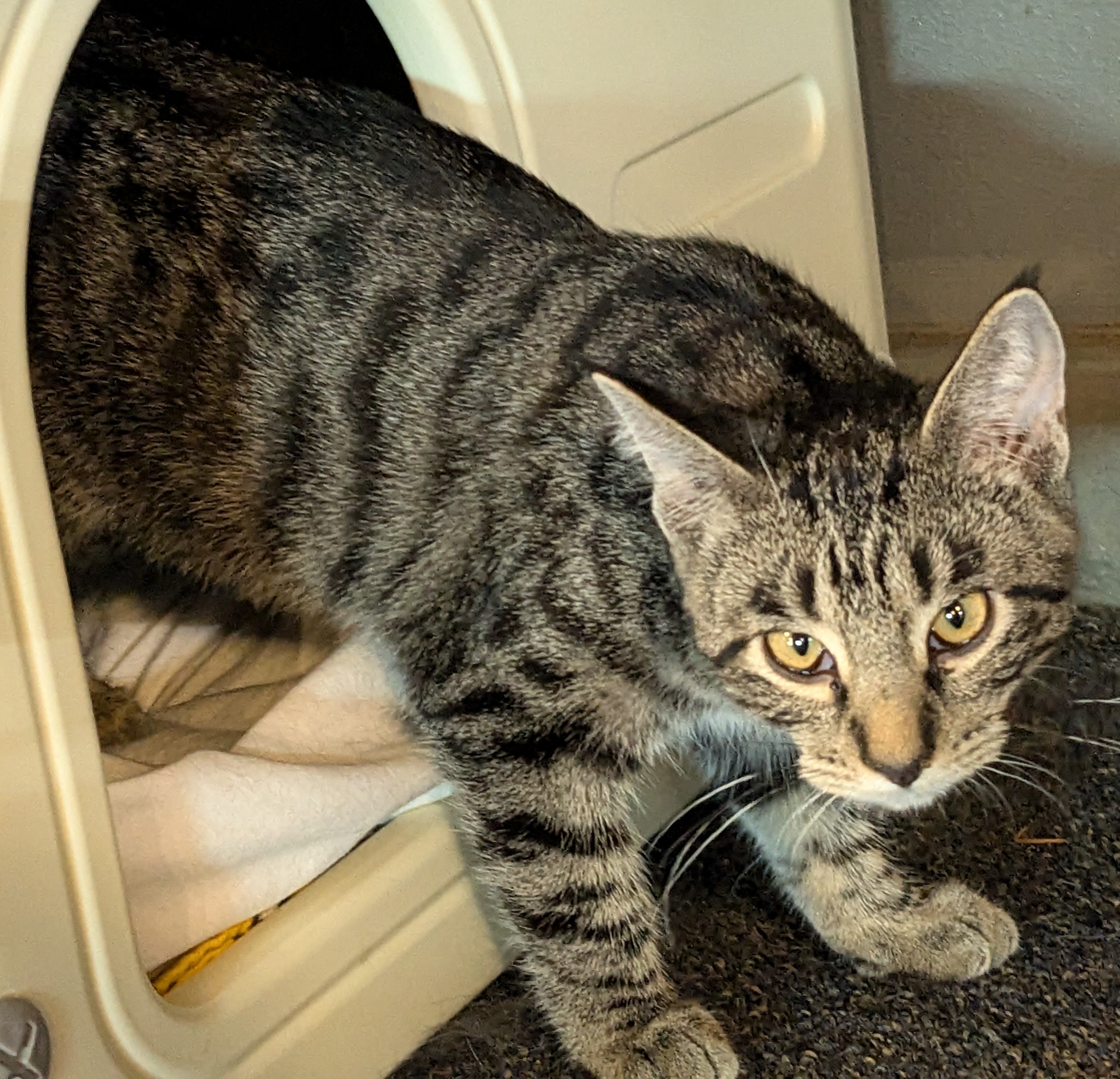 Ellie, a Adopted American Shorthair in Milbank, SD image 4/6