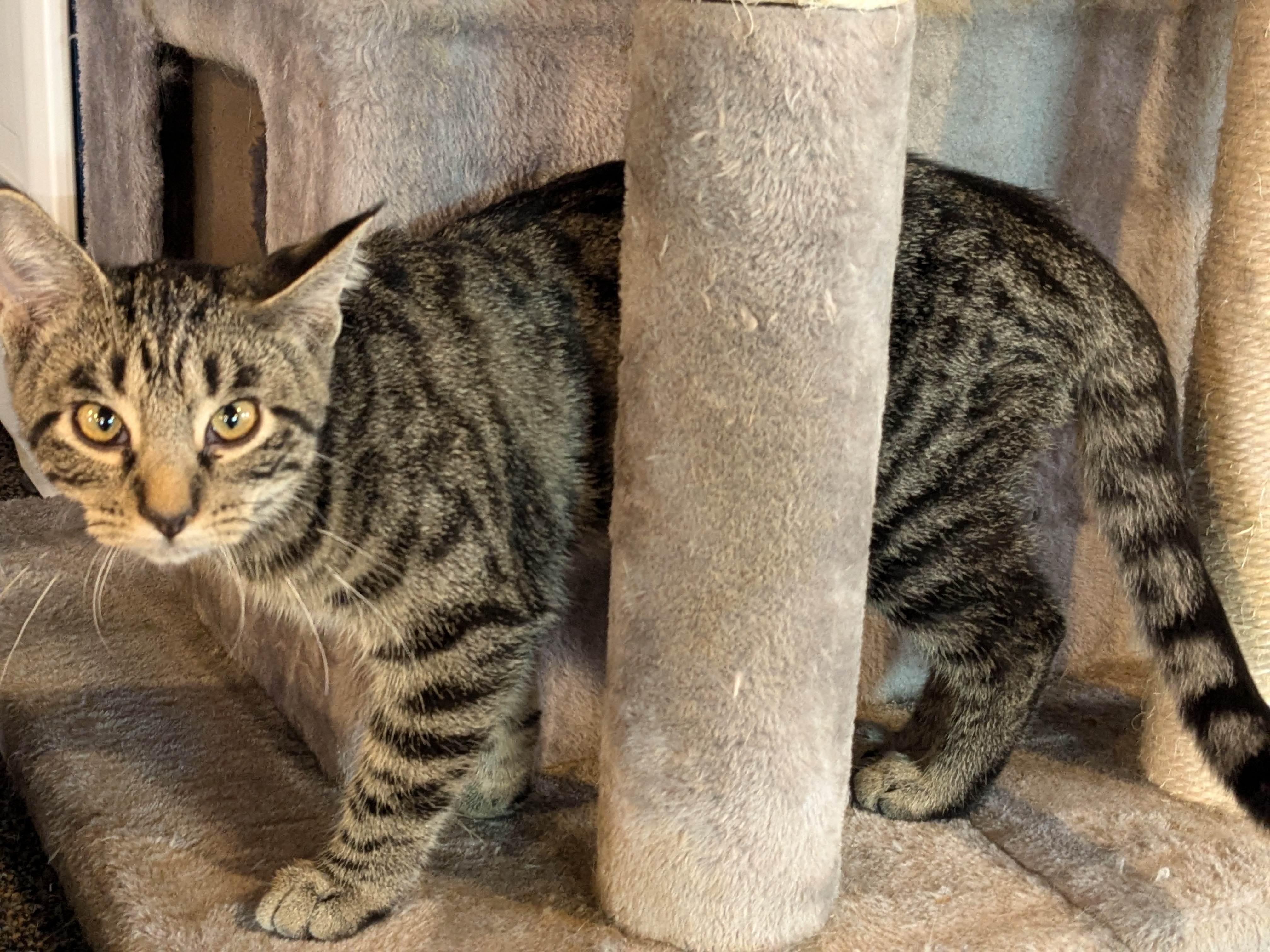 Ellie, Adopted, Young Female American Shorthair.