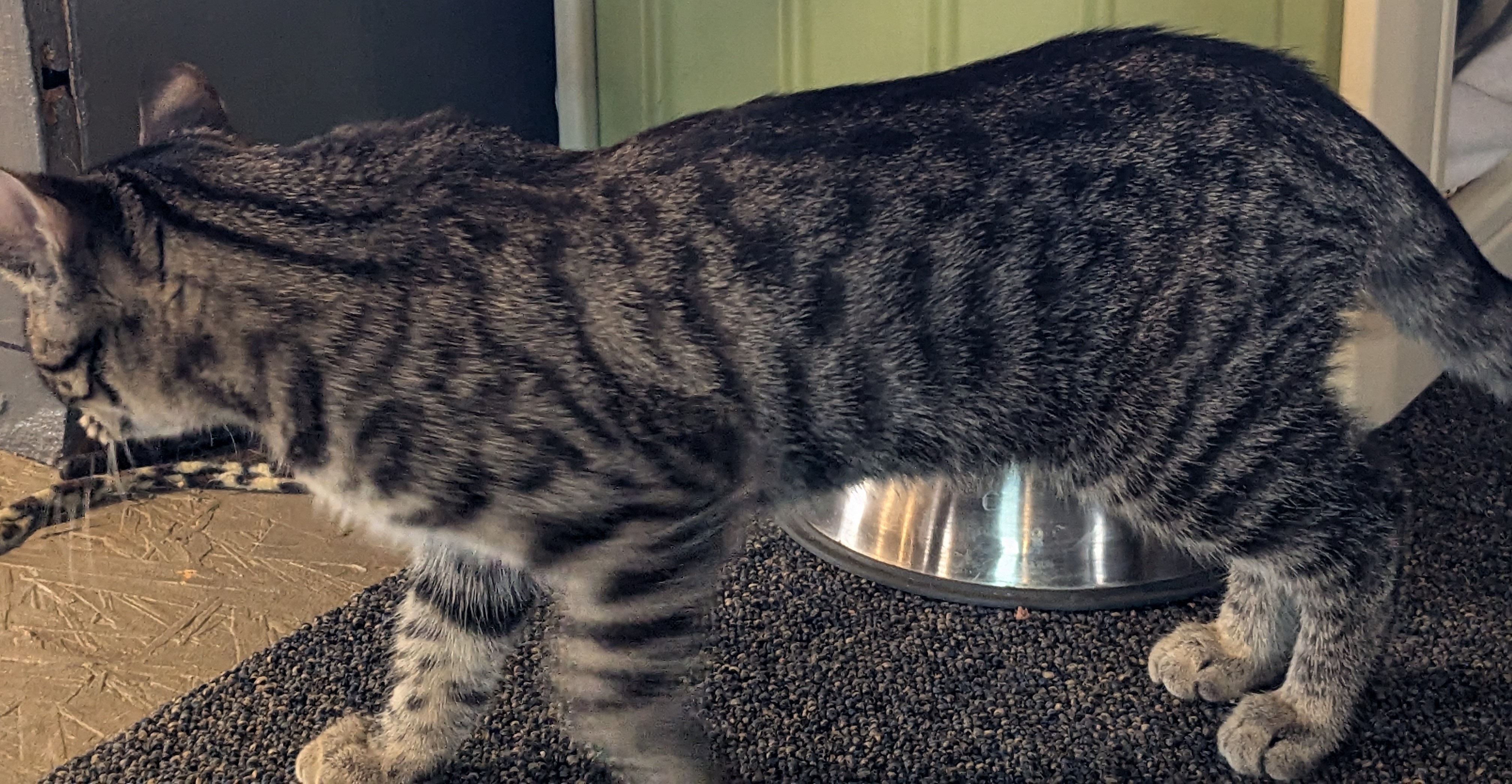 Ellie, a Adopted American Shorthair in Milbank, SD image 6/6