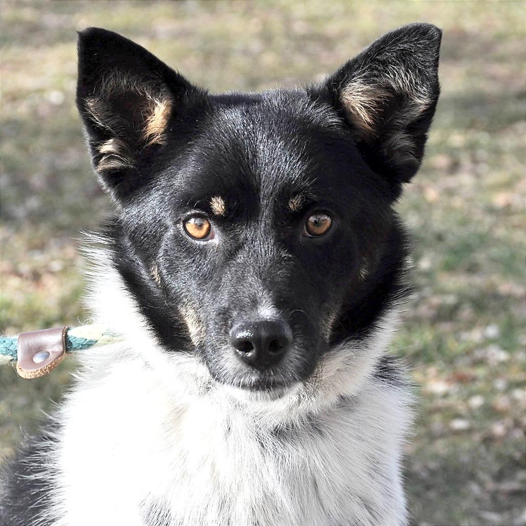 Kasper, Adoptable, Young Male Border Collie.