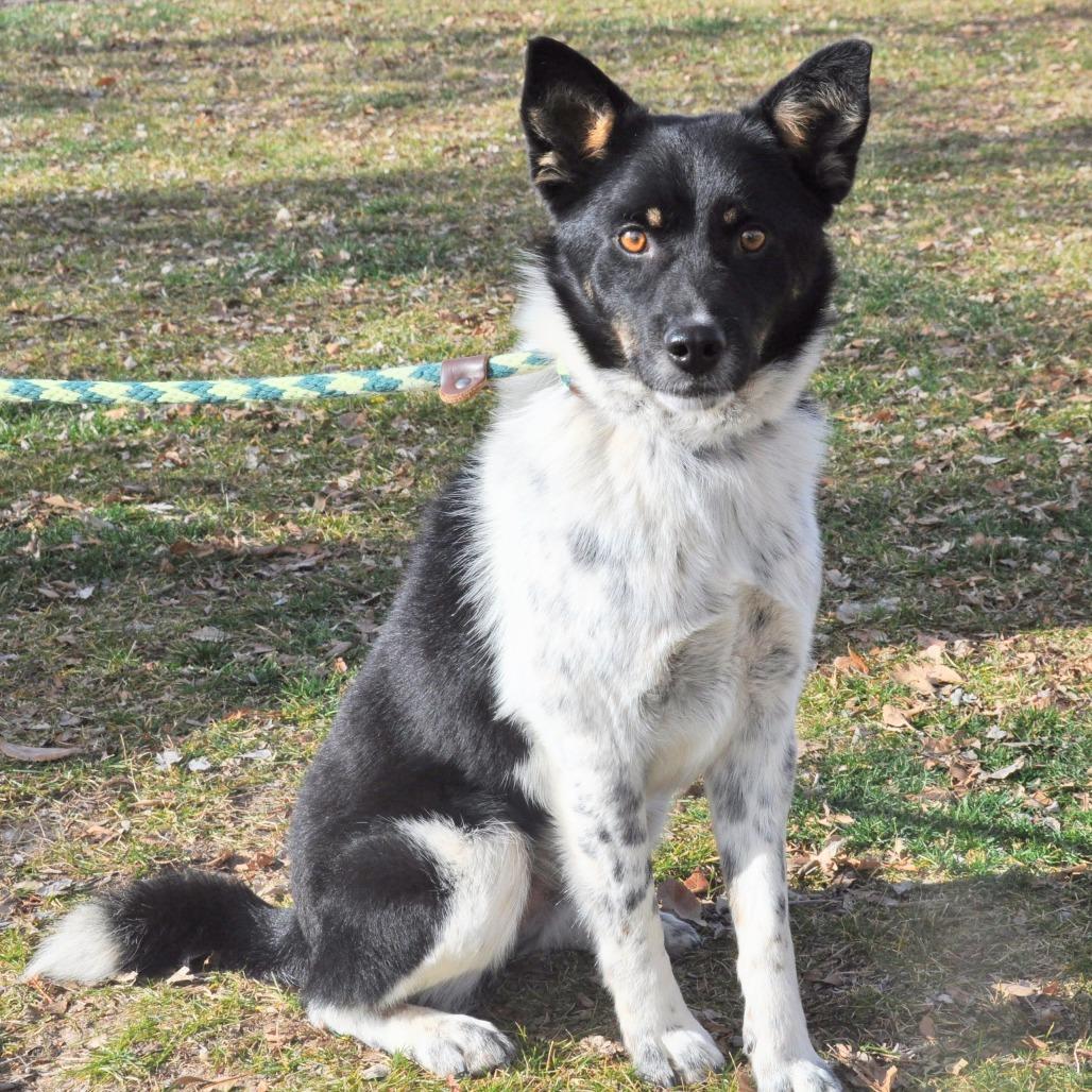 Enlarge Kasper, a Adoptable mixed breed in Prescott, AZ image 2/4