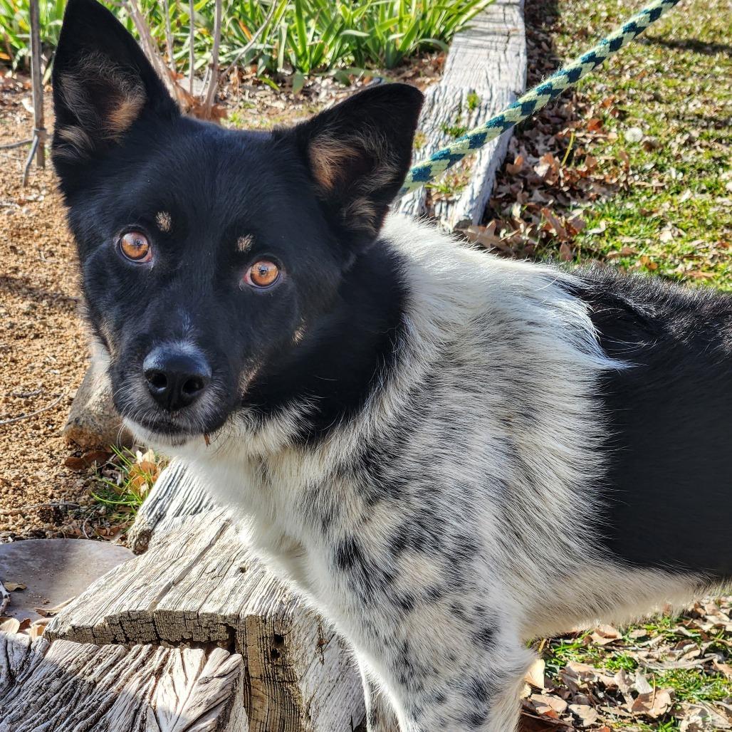 Enlarge Kasper, a Adoptable mixed breed in Prescott, AZ image 3/4