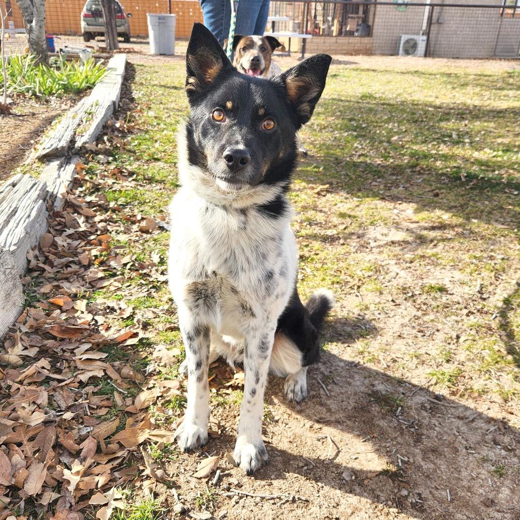 Enlarge Kasper, a Adoptable mixed breed in Prescott, AZ image 4/4