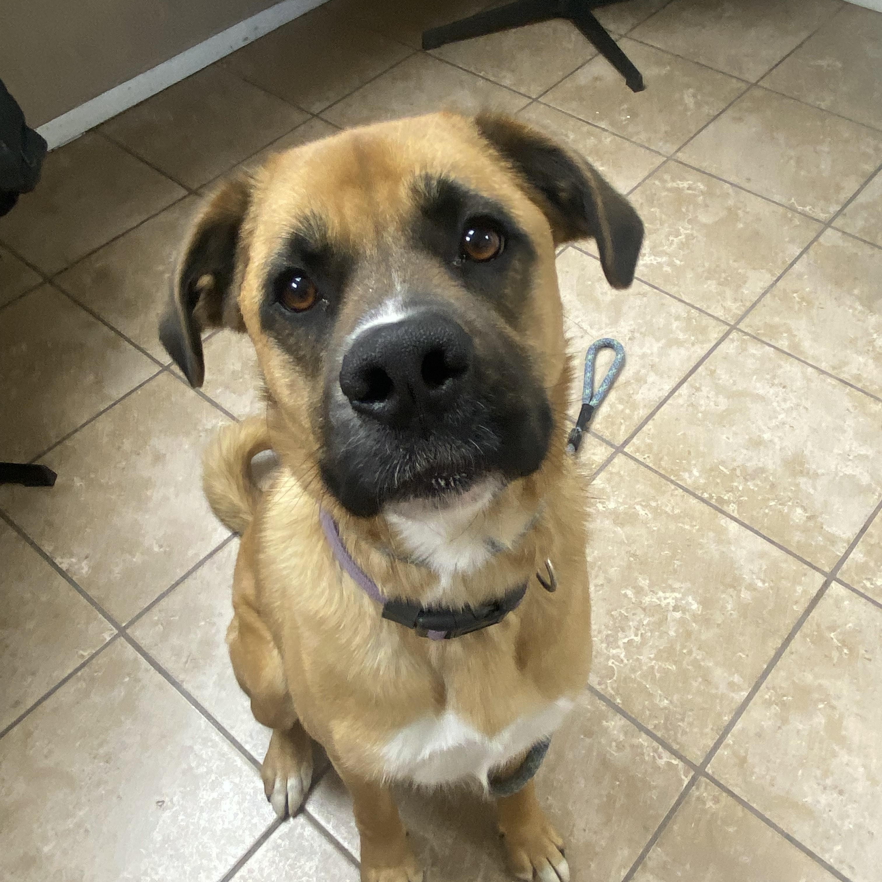 Nala, Adoptable, Adult Female Hound.