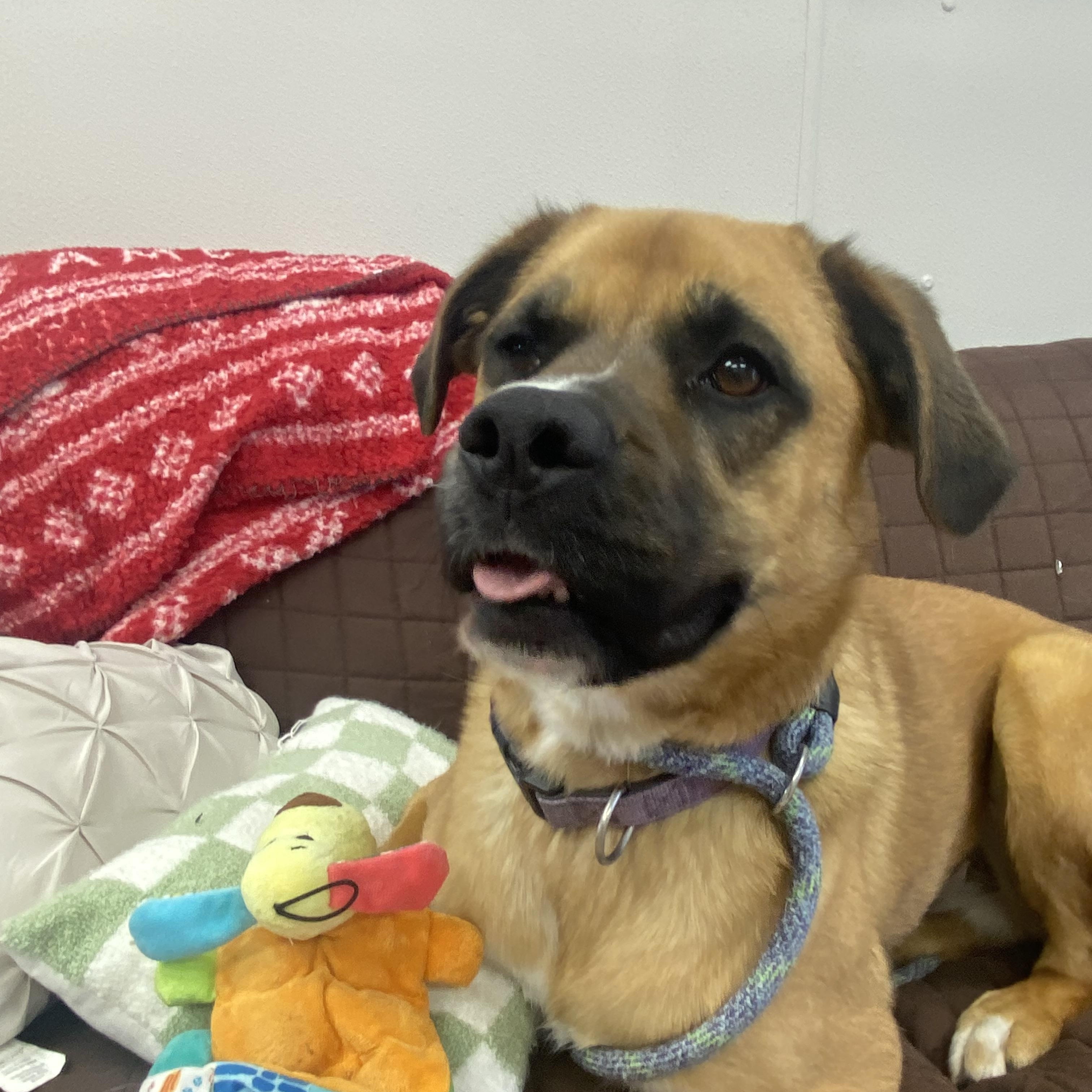 Enlarge Nala, a Adoptable mixed breed in Farmington, MO image 2/4