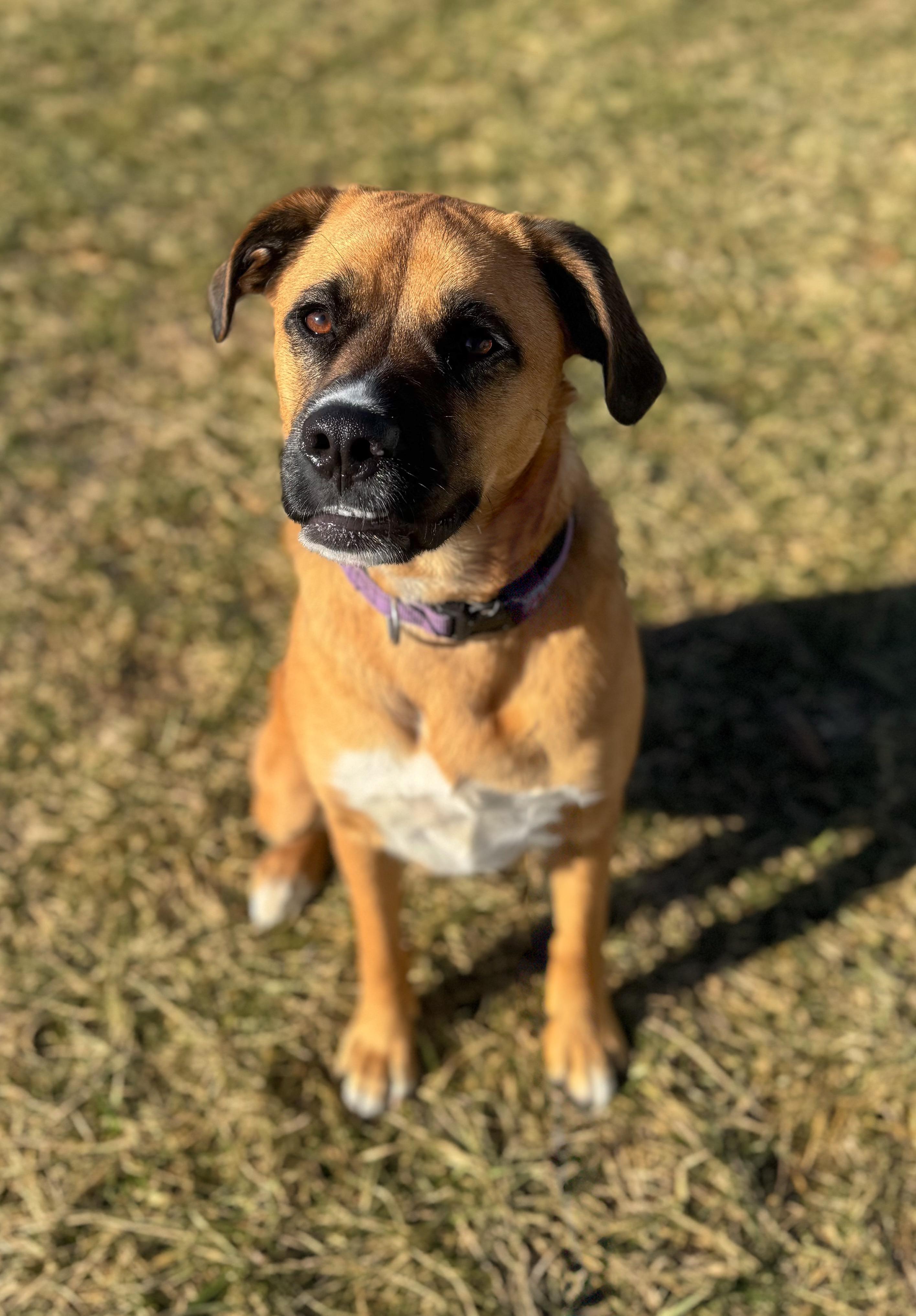 Enlarge Nala, a Adoptable mixed breed in Farmington, MO image 1/1