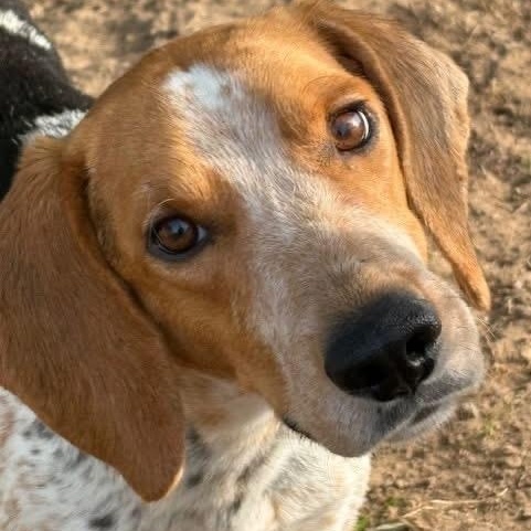 Macy , Adoptable, Young Female English Coonhound.