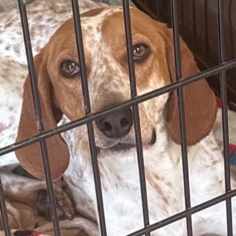 Enlarge Macy , a Adoptable mixed breed in Southaven , MS image 4/5