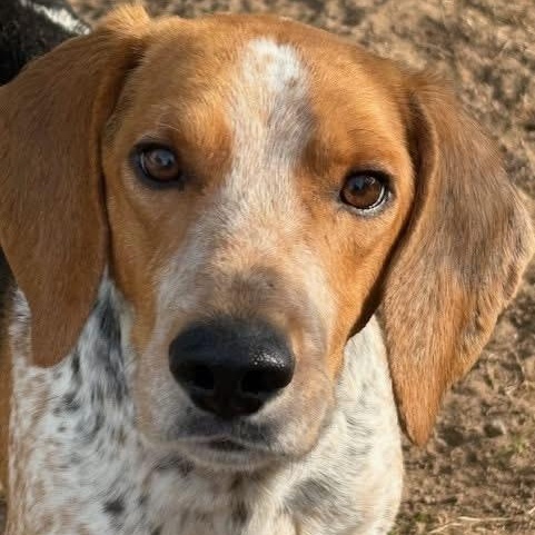 Enlarge Macy , a Adoptable mixed breed in Southaven , MS image 2/5