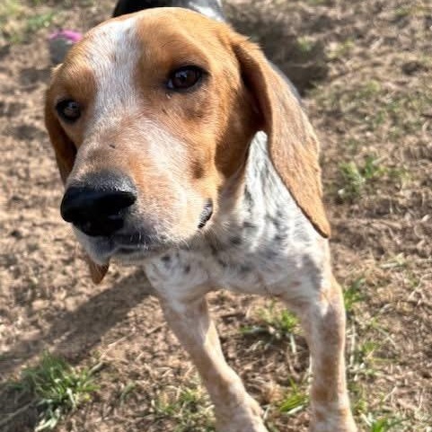 Enlarge Macy , a Adoptable mixed breed in Southaven , MS image 3/5