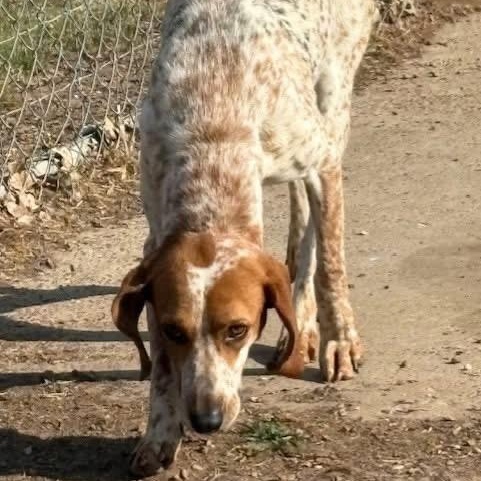 Enlarge Macy , a Adoptable mixed breed in Southaven , MS image 5/5