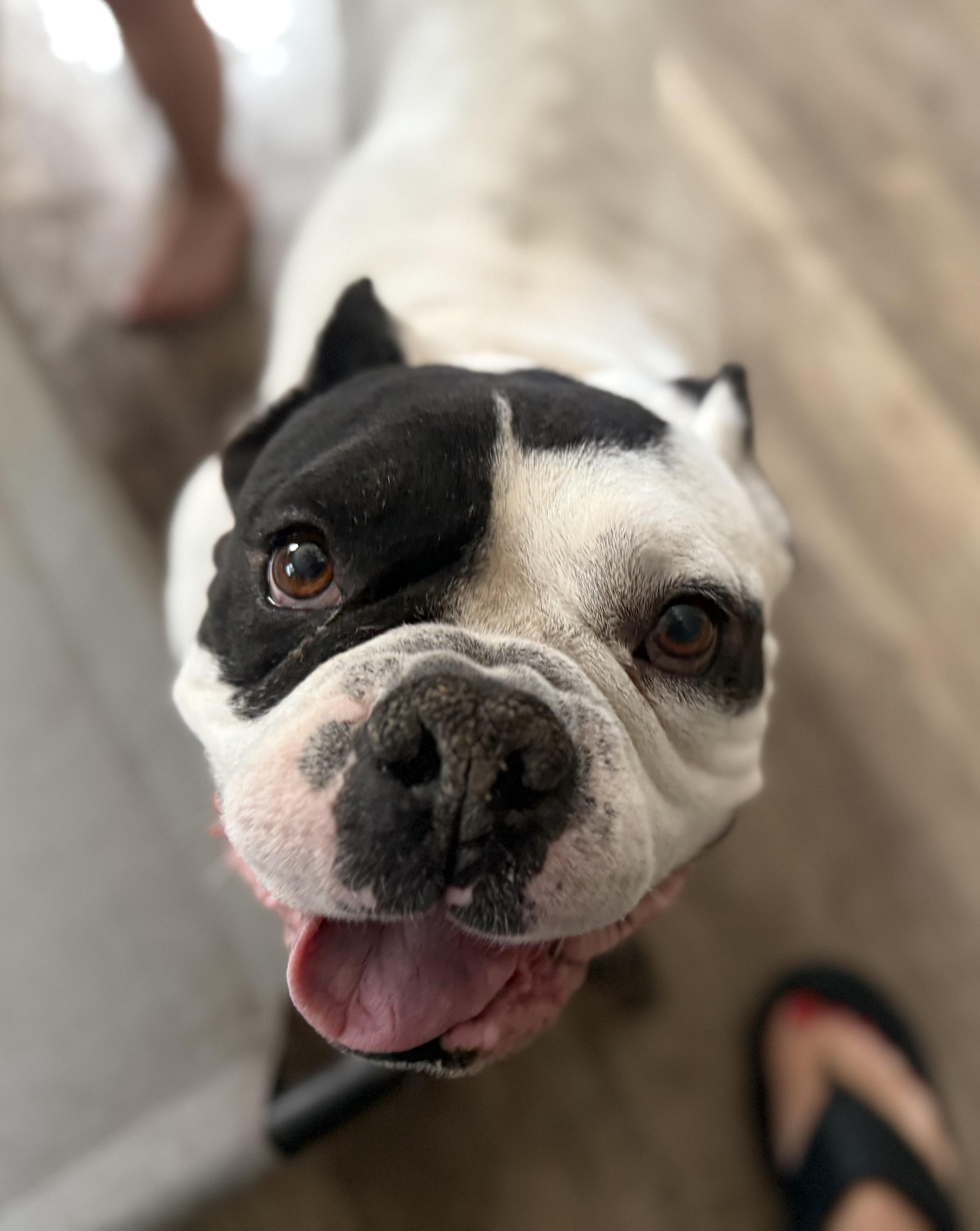 Enlarge Jumba, a ADOPTABLE mixed breed in Lutz, FL image 3/3