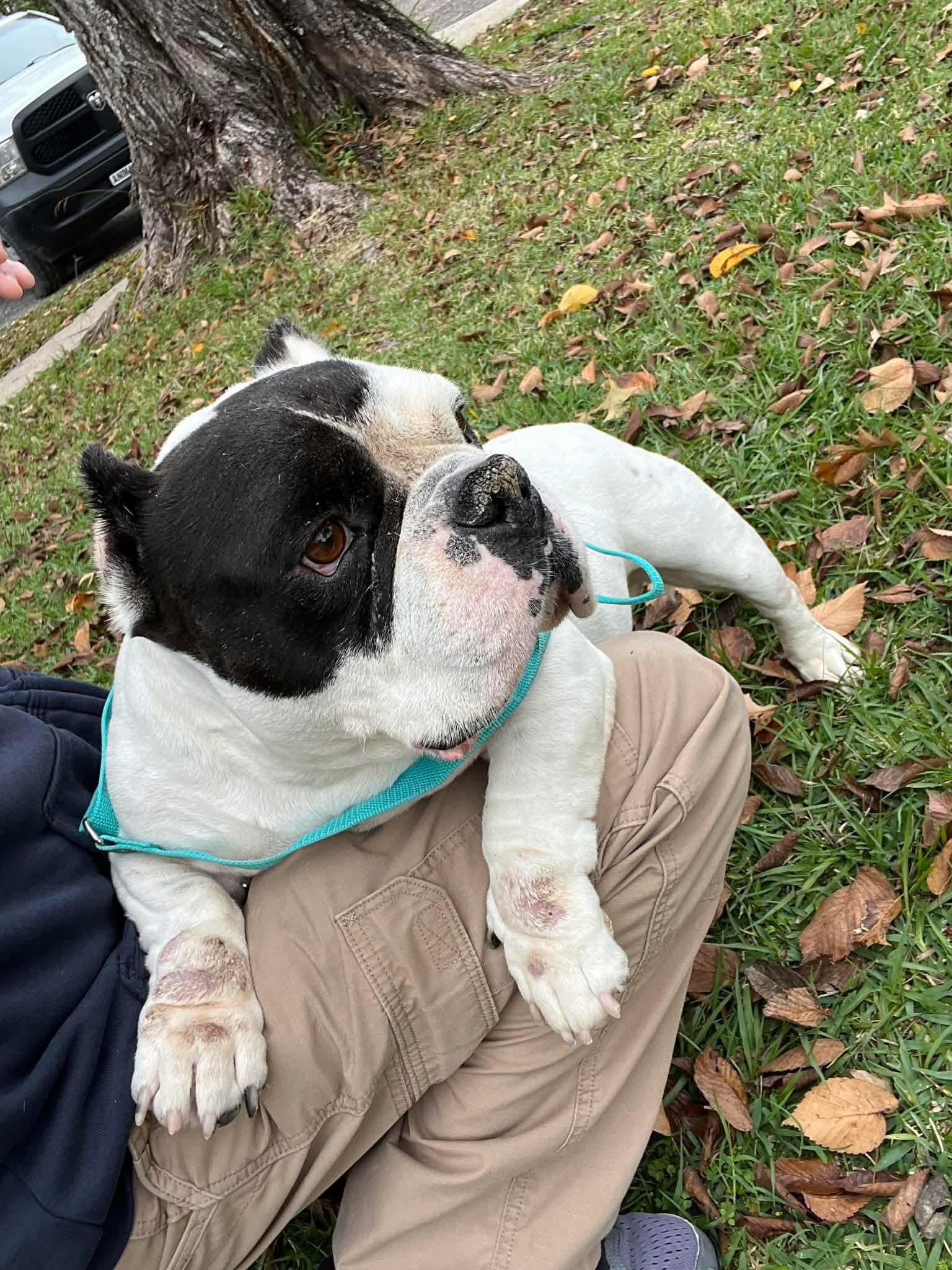 Enlarge Jumba, a ADOPTABLE mixed breed in Lutz, FL image 2/3