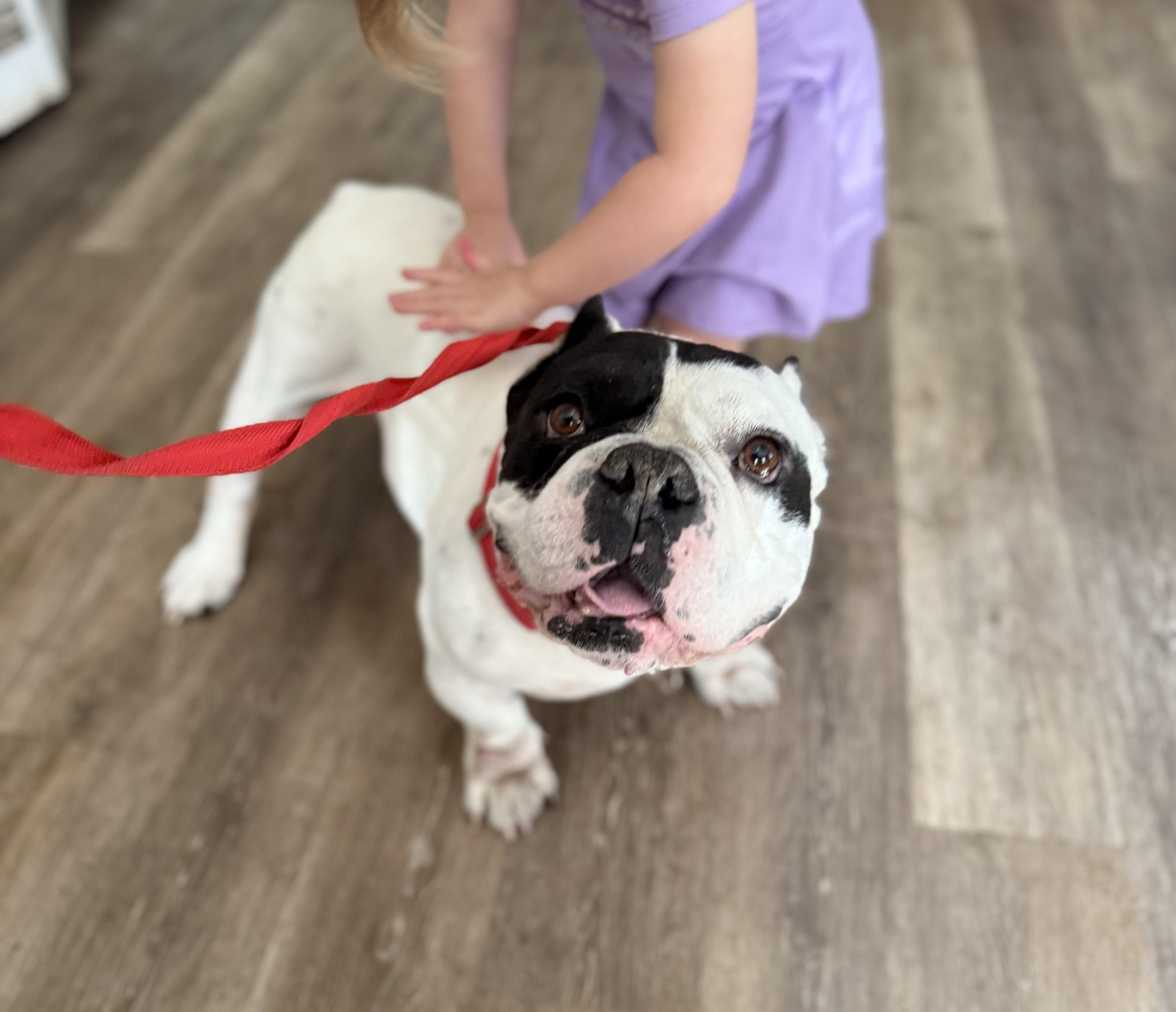 Enlarge Jumba, a ADOPTABLE mixed breed in Lutz, FL image 1/3