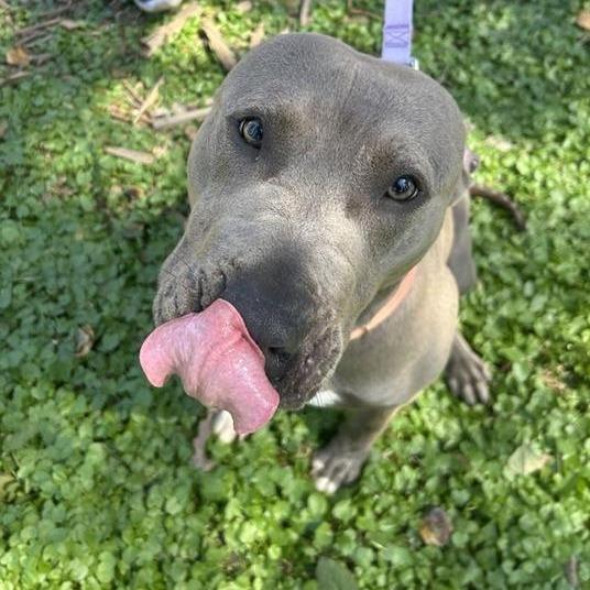Blue Skidoo You Can Too, Adoptable, Adult Male Pit Bull Terrier.